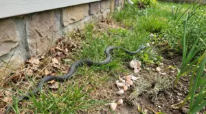Serpente scuro che striscia nell’erba vicino al muro di casa, in giardino tra foglie secche e bulbi