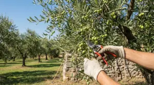 Mani con guanti che potano un ramo di ulivo carico di olive verdi con cesoie, in un oliveto